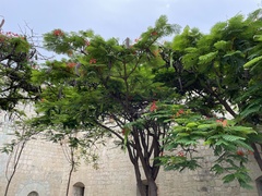 Delonix regia