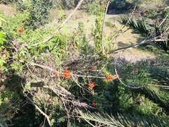 Erythrina lysistemon