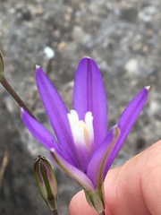 Brodiaea leptandra