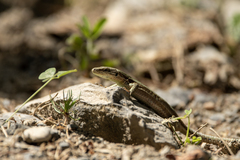 Iberolacerta bonnali