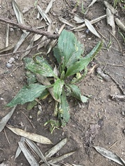 Plantago depressa