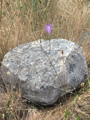 Brodiaea leptandra