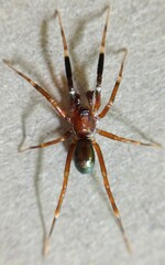 Phrurotimpus borealis