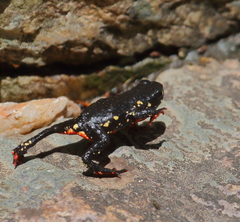 Melanophryniscus diabolicus