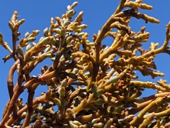 Arceuthobium divaricatum