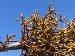 Arceuthobium divaricatum