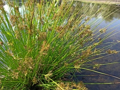 Juncus effusus