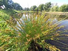 Juncus effusus