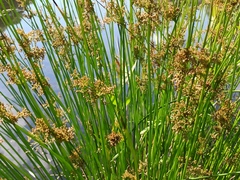 Juncus effusus