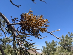 Arceuthobium divaricatum