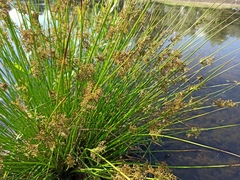 Juncus effusus
