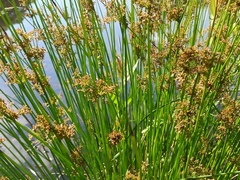 Juncus effusus