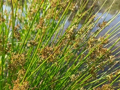 Juncus effusus