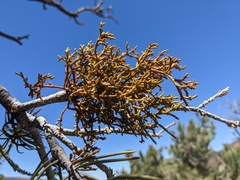 Arceuthobium divaricatum