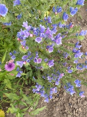 Echium vulgare
