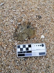 Pinctada mazatlanica