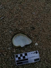 Pinctada mazatlanica