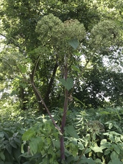 Angelica atropurpurea