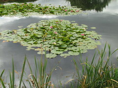 Nymphaea pubescens