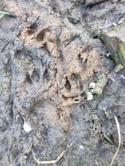 Chlorocebus pygerythrus pygerythrus