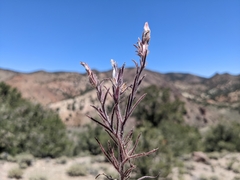 Cordylanthus kingii helleri