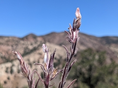 Cordylanthus kingii helleri
