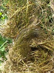 Myriophyllum verticillatum