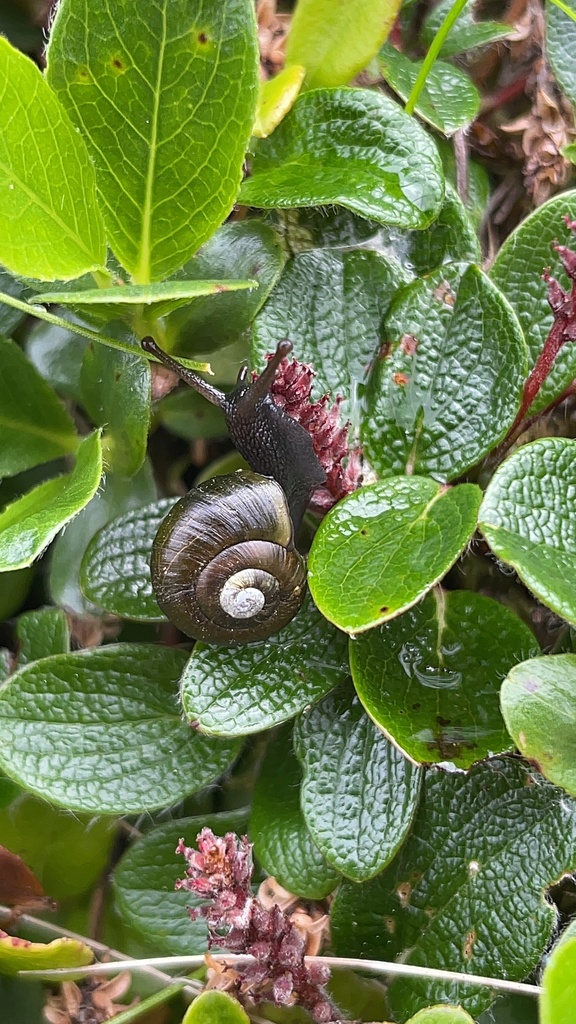 Arianta aethyops