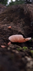 Pleurotus djamor