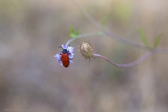 Mylabris quadripunctata