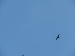 Streptoprocne semicollaris