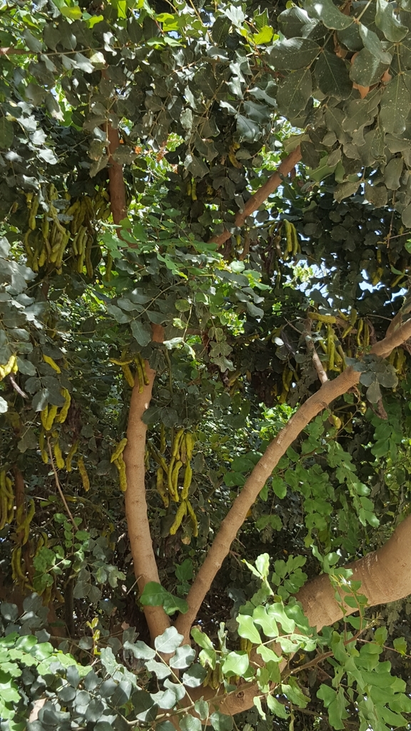 El algarrobo rebrotado de la Plaça de la Natura