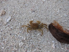 Geograpsus crinipes