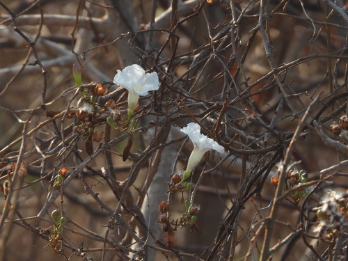 Ipomoea pruinosa (Ipomoea pruinosa)