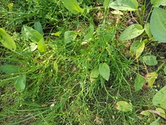 Ranunculus sceleratus