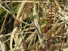 Ernsta dromus