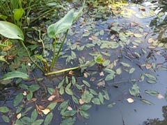 Potamogeton natans