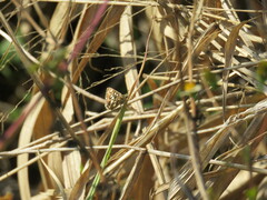 Ernsta dromus