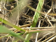 Ernsta dromus