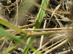 Ernsta dromus