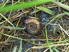 Planorbarius corneus