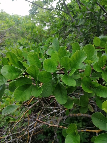 Bursera schlechtendalii (Bursera schlechtendalii)