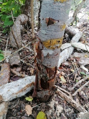 Bursera schlechtendalii