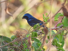 Passiflora viridiflora