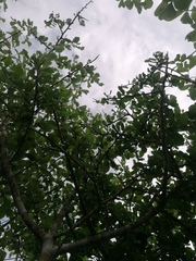 Bursera schlechtendalii