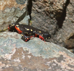 Melanophryniscus diabolicus