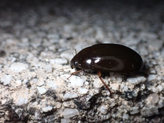 Hydrochara affinis