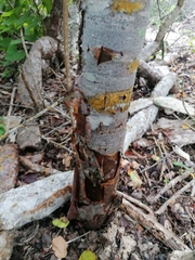 Bursera schlechtendalii
