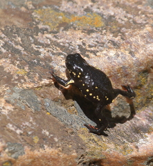 Melanophryniscus diabolicus