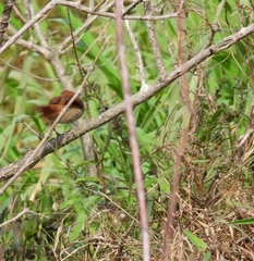 Certhiaxis cinnamomeus